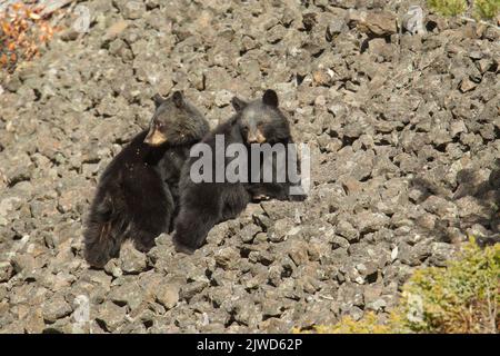 American Black Bear (Ursus americanus) cubs on talus slope Stock Photo