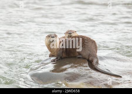 River Otters (Lontra canadensis).  Two otters on a rock in the Lamer River. Stock Photo