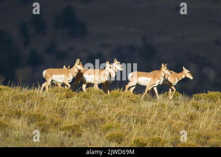 Pronghorn (Antilocapra americana) doe Stock Photo