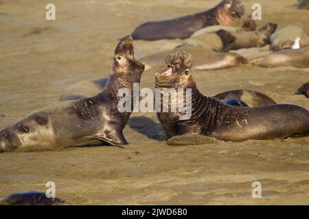 Northern elephant seal (Mirounga angustirostris). Also known as sea elephants.  Large males compete for territory and harems on the beach at Piedras B Stock Photo