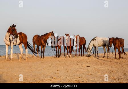 horse riding in el gouna hurghada egypt Stock Photo