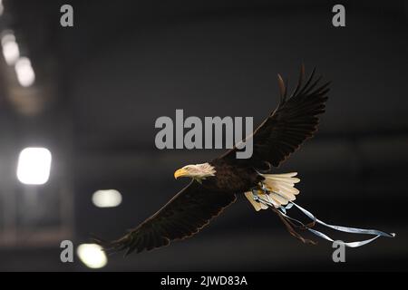 Lazio's eagle mascot Olimpia flies before the Serie A match between SS Lazio and SSC Napoli at Stadio Olimpico, Rome, Italy on 3 September 2022. Photo Stock Photo