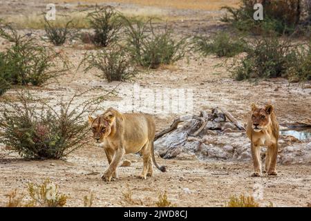 Two African lioness walking front view in dry land in Kgalagadi