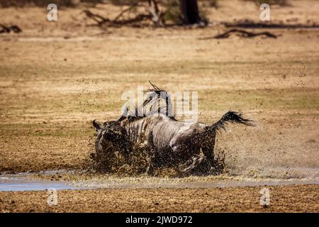 Two Blue wildebeest bull fighting in waterhole in Kgalagadi transfrontier park, South Africa ; Specie Connochaetes taurinus family of Bovidae Stock Photo