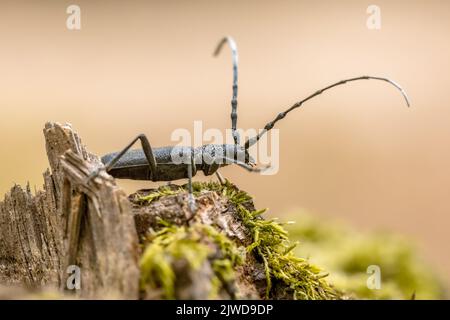 Capricorn Insect The Black Great Capricorn Beetle In The Summer - ( Cerambyx Longicorn ...