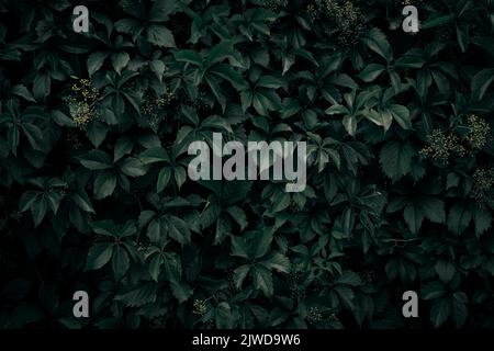 A solid wall of wild grape leaves. The dark background is made up of leaves of wild grapes. Stock Photo