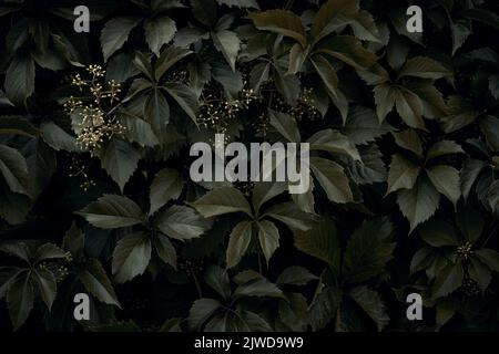 A solid wall of wild grape leaves. The dark background is made up of leaves of wild grapes. Stock Photo