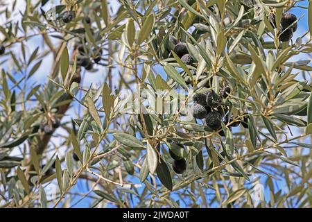 Olives ripening on tree.(Olea europaea) Stock Photo