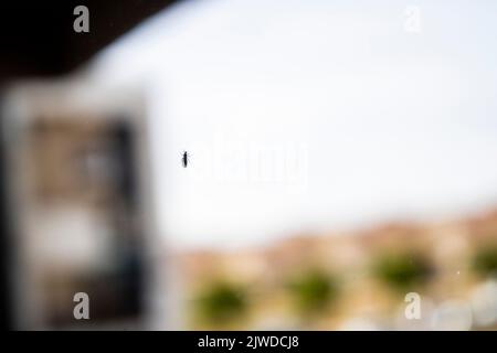 Mosquito on a window Stock Photo