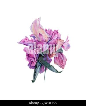 Set of watercolor pink peonies isolated on white background. Collection ...
