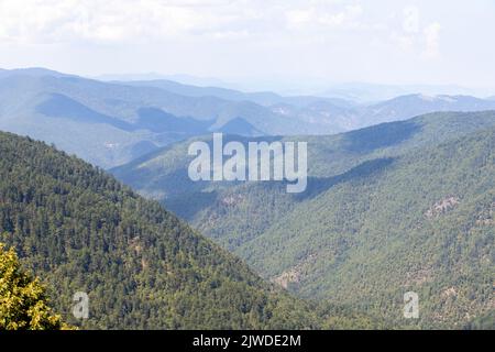 Forest image. Forest with different trees. Anatolian forests Stock Photo