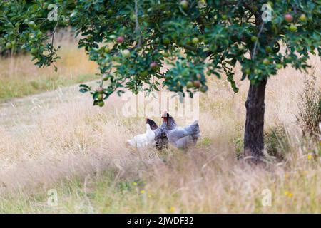 Free Range Organic Hens Or Chickens Under Apple Tree In Countryside Stock Photo