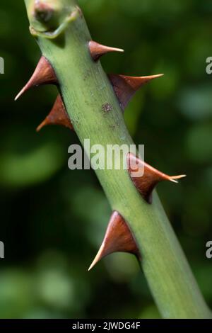 Part of a rose stem with many thorns or sharp outgrowths against a ...