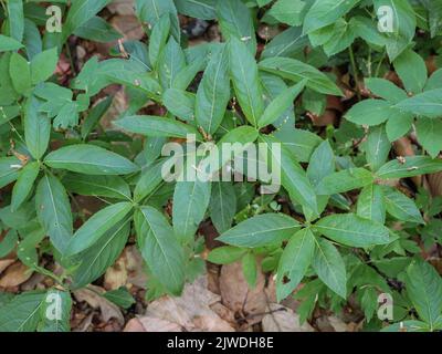 Green leaves of forest plant dog's mercury Merqurialis perennis in western Serbia Stock Photo