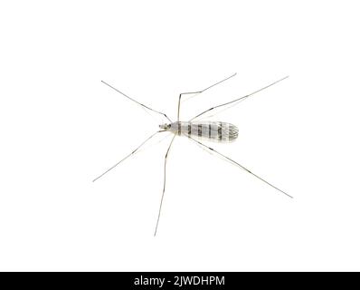 The large crane fly Tipula confusa isolated on white background Stock Photo