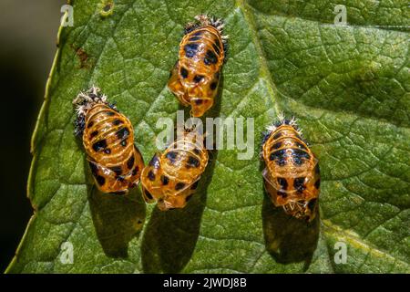 Empty pupa cases or chrysalises of a harlequin ladybird on a leaf, Yorkshire, UK Stock Photo