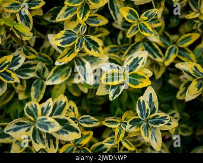 Japanese Spindle Plant Compact Evergreen Variegated Shrub, close up photo of green and yellow leaves in a outdoor garden. Euonymus Harlequin Stock Photo