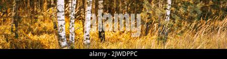 Autumn Time In Moody Birch Forest. Beautiful Landscape With Birch Trees Close Up. Sunset In Summer Birch Forest, Finnish Nature. Panorama. Bright Fall Stock Photo