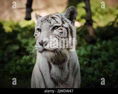 Close-up portrait of a white tiger in natural light, showing pale striped fur and big cat features against a soft green background Stock Photo