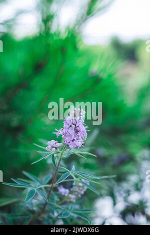 Purple Vitex agnus-castus flowers, blurred bokeh background Stock Photo