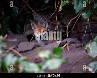 Urban fox cubs emerging from their garden den Stock Photo