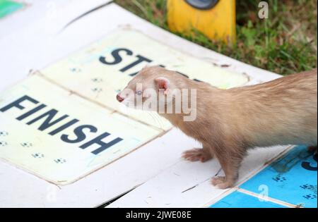 Ferret Racing at a country show in the UK Stock Photo