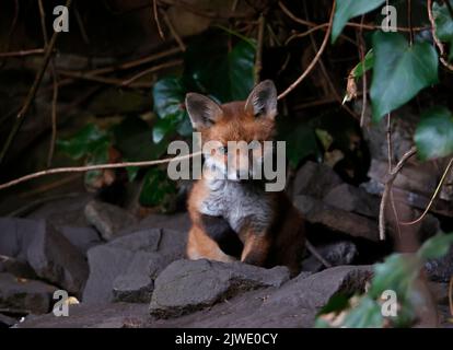 Urban fox cubs emerging from their garden den Stock Photo