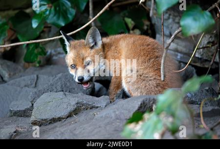 Urban fox cubs emerging from their garden den Stock Photo