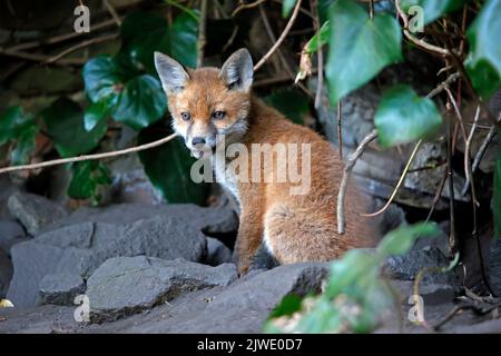 Urban fox cubs emerging from their garden den Stock Photo