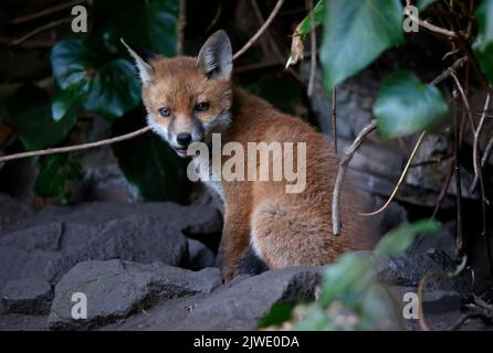 Urban fox cubs emerging from their garden den Stock Photo