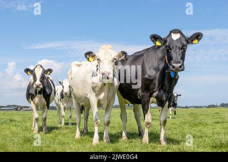 Group cows, standing calm and happy looking black and white in a green field, a blue sky and horizon over land Stock Photo