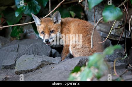 Urban fox cubs emerging from their garden den Stock Photo