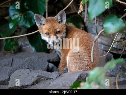 Urban fox cubs emerging from their garden den Stock Photo