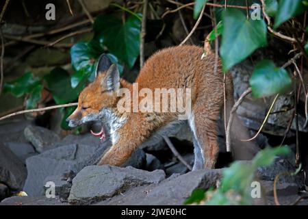 Urban fox cubs emerging from their garden den Stock Photo