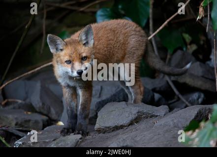 Urban fox cubs emerging from their garden den Stock Photo