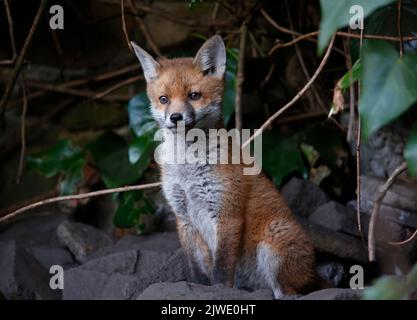 Urban fox cubs emerging from their garden den Stock Photo