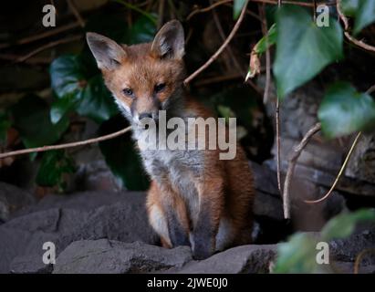 Urban fox cubs emerging from their garden den Stock Photo