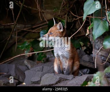 Urban fox cubs emerging from their garden den Stock Photo