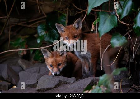 Urban fox cubs emerging from their garden den Stock Photo