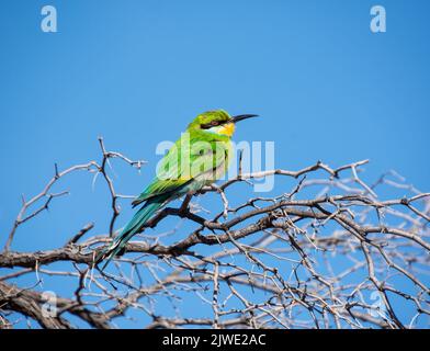 Swallow-tailed Bee-eater perched in a tree in Kalahari savannah Stock Photo