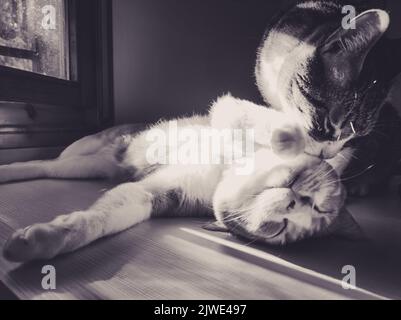 two cats playing and cuddling in black and white Stock Photo