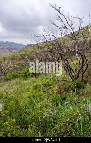 Old Burnt-out bushed in the Afro alpine Grassland of the Drakensberg Mountains, South Africa, with a storm gathering in the background. Stock Photo