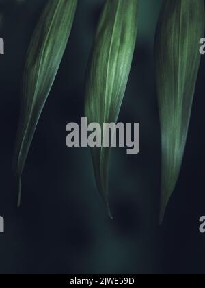 Macro photography of three green leaves. Abstract vertical composition showing detail of Parlor Palm plant on a dark background Stock Photo