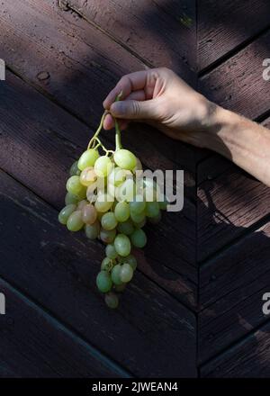 Bunch of green grapes in a hand on a dark background Stock Photo