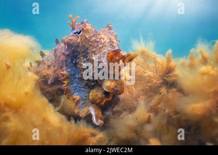 Australian giant cuttlefish (Sepia apama) displaying amongst seaweed and algae, Australia Stock Photo