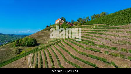 View of Staufenberg Castle in the middle of vineyards near.the village Durbach Ortenau, Baden Wuerttemberg, Germany Stock Photo