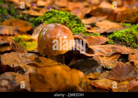 Burnt Knight (Tricholoma ustale) mushrooms growing in the leaf litter under a common beech tree in a broadleaf woodland in the Mendip Hills, Somerset, England. Stock Photo