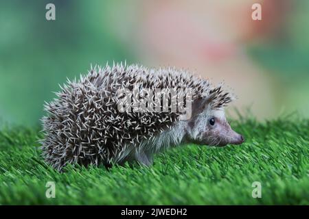 Close-up of a young hedgehog on the grass, Indonesia Stock Photo