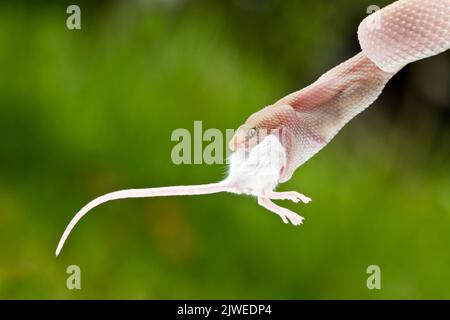 Close-up of a Mangrove pit viper (Trimeresurus purpureomaculatus) eating a mouse, Indonesia Stock Photo
