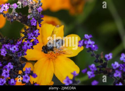 Bee displays its wings as it feeds on pollen of yellow flower, bordered by small violet blue flowers. Summer pollination in garden. Dublin, Ireland Stock Photo